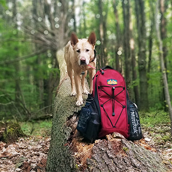 Phoenix 14 Backpack Review by Paws on Peaks