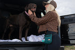 Training Tips for your Trail Dog
