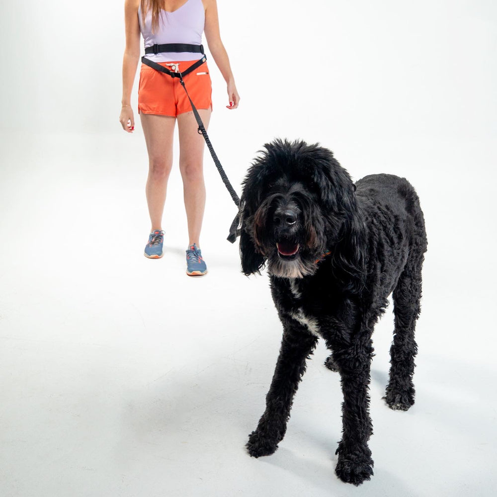 
                  
                    Pacer™ Belt and Leash Bundle | Multiple Colors
                  
                