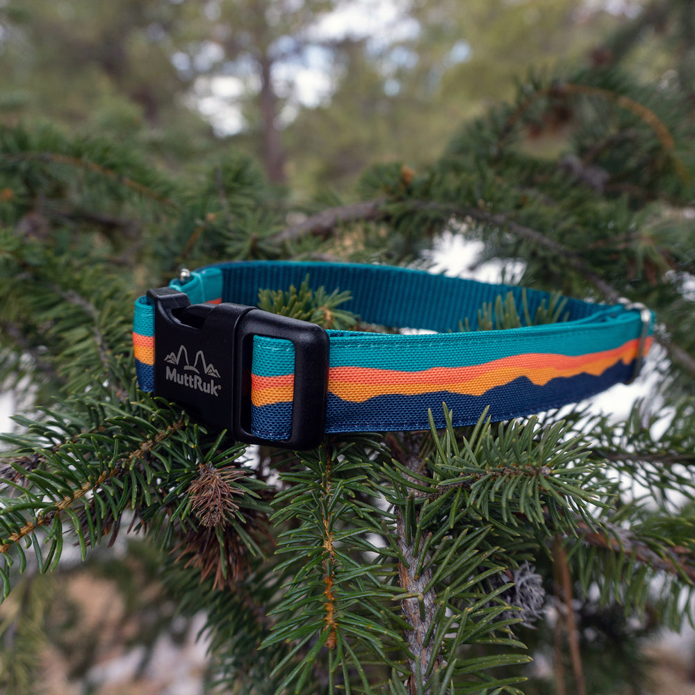 
                  
                    Afterglow Collar | Multiple Sizes
                  
                